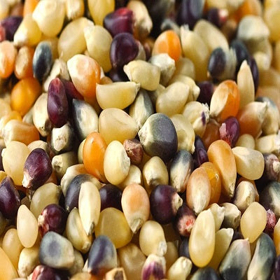 Multi-Colored Popcorn Non-GMO