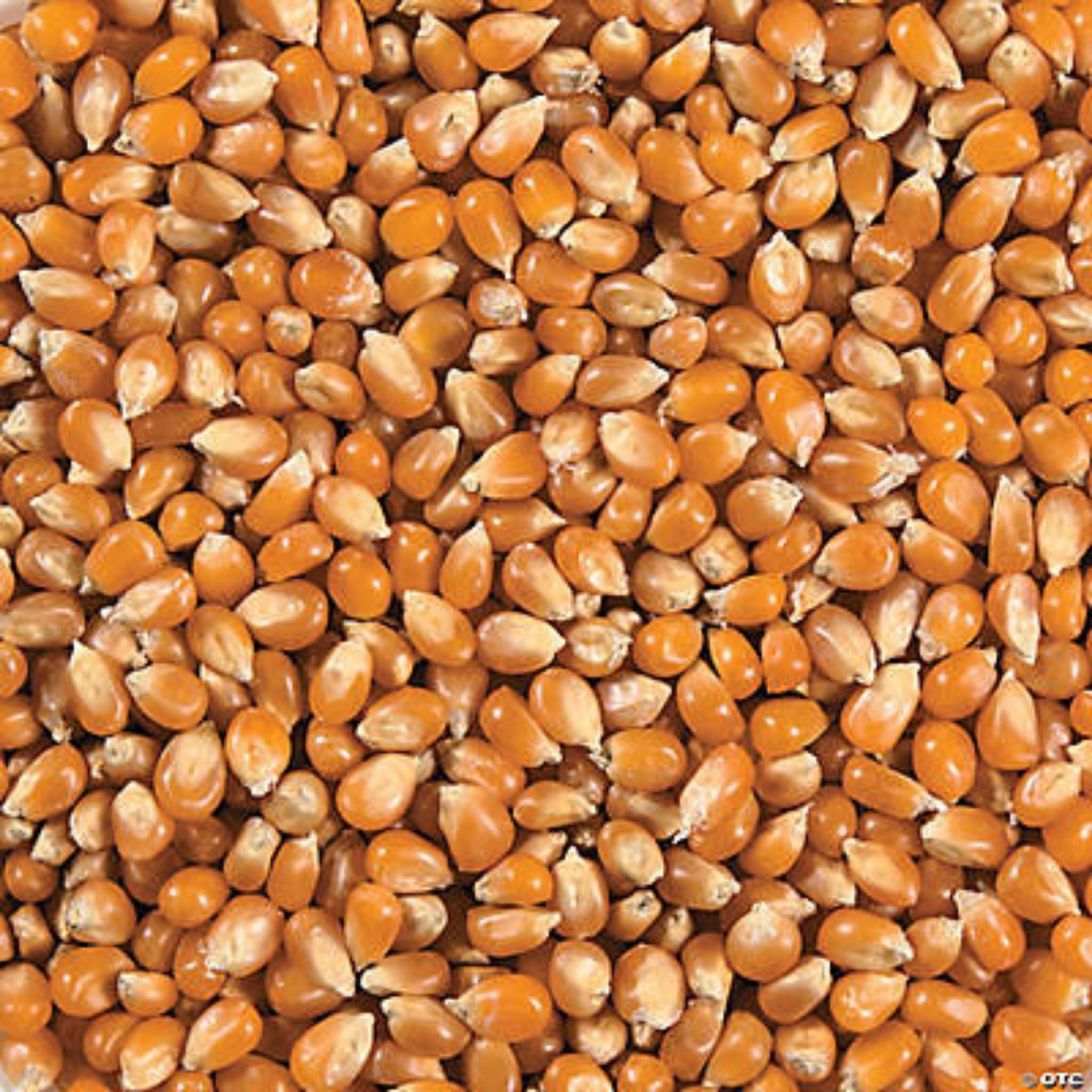 Yellow Popcorn Non-GMO