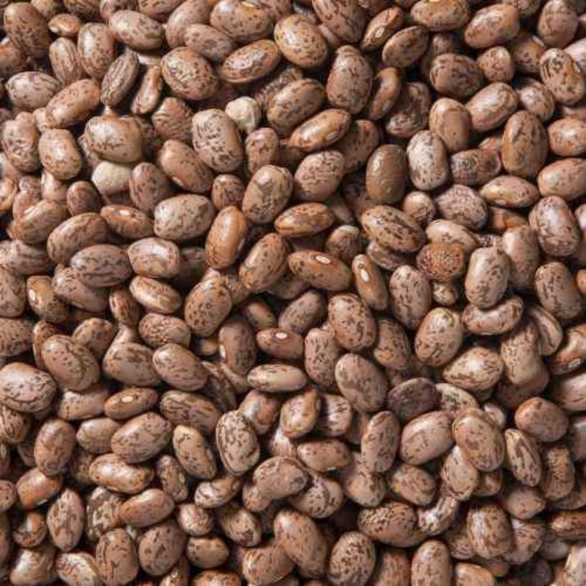Pinto Beans Organic Non-GMO