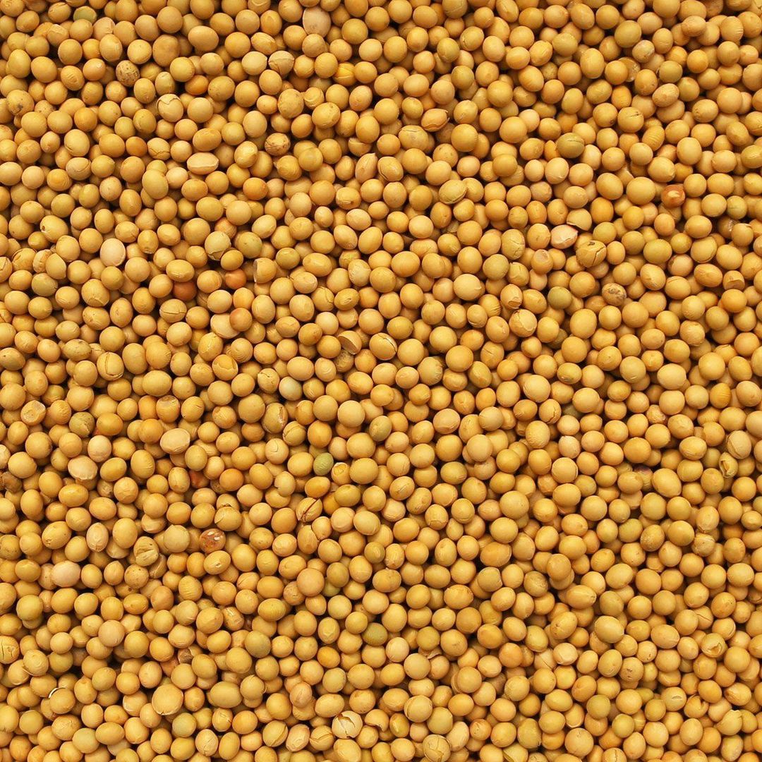 Soybeans Certified Organic Non-GMO