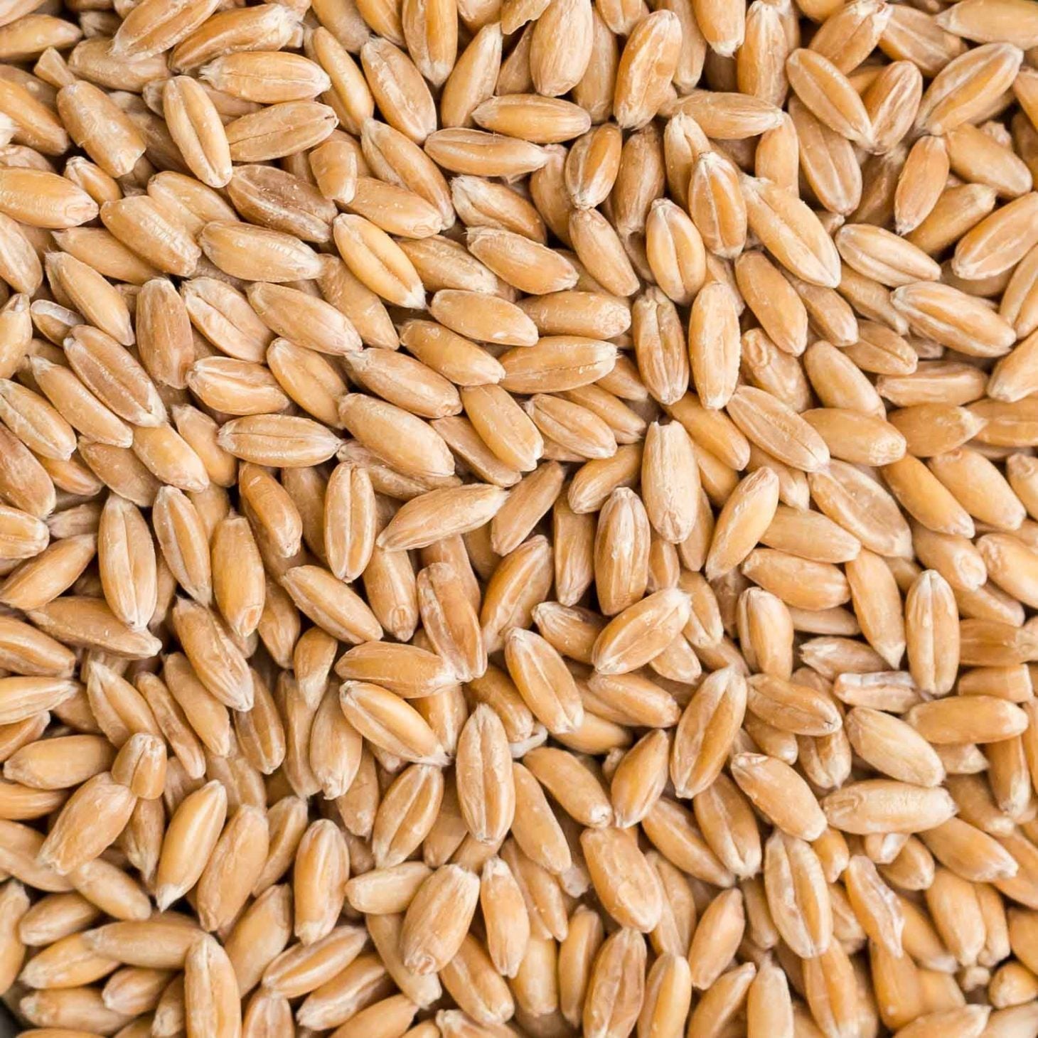 Spelt Grain Non-GMO - 5 lbs
