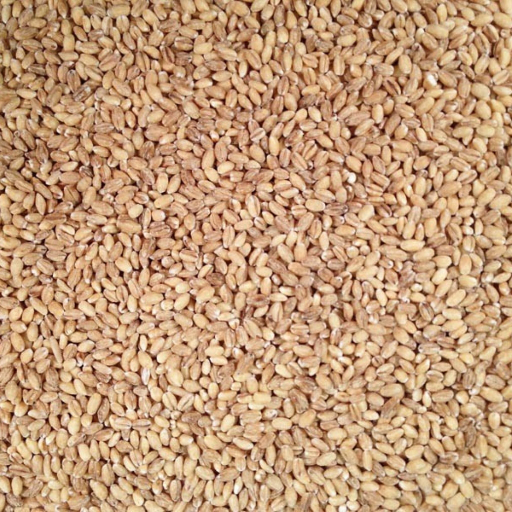 Hulled Barley Certified Organic Non-GMO