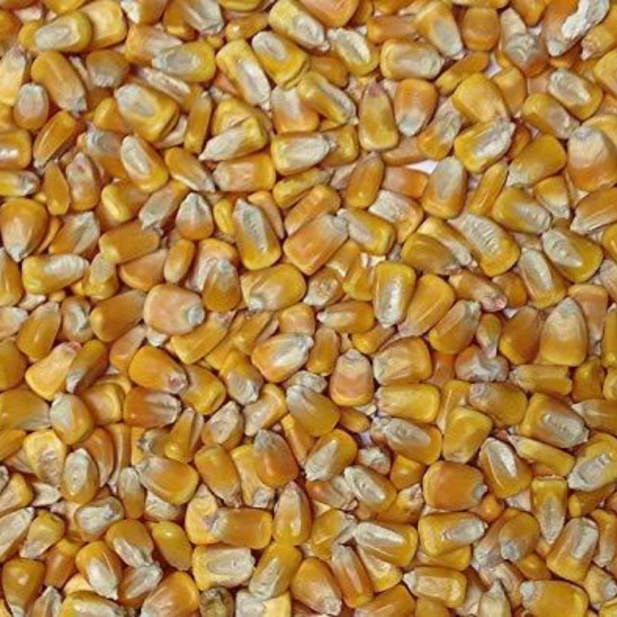Yellow Whole Corn Certified Organic Non-GMO
