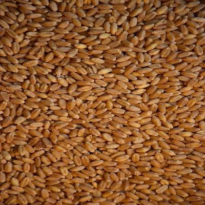 Hard Red Wheat Berries Certified Organic Non-GMO
