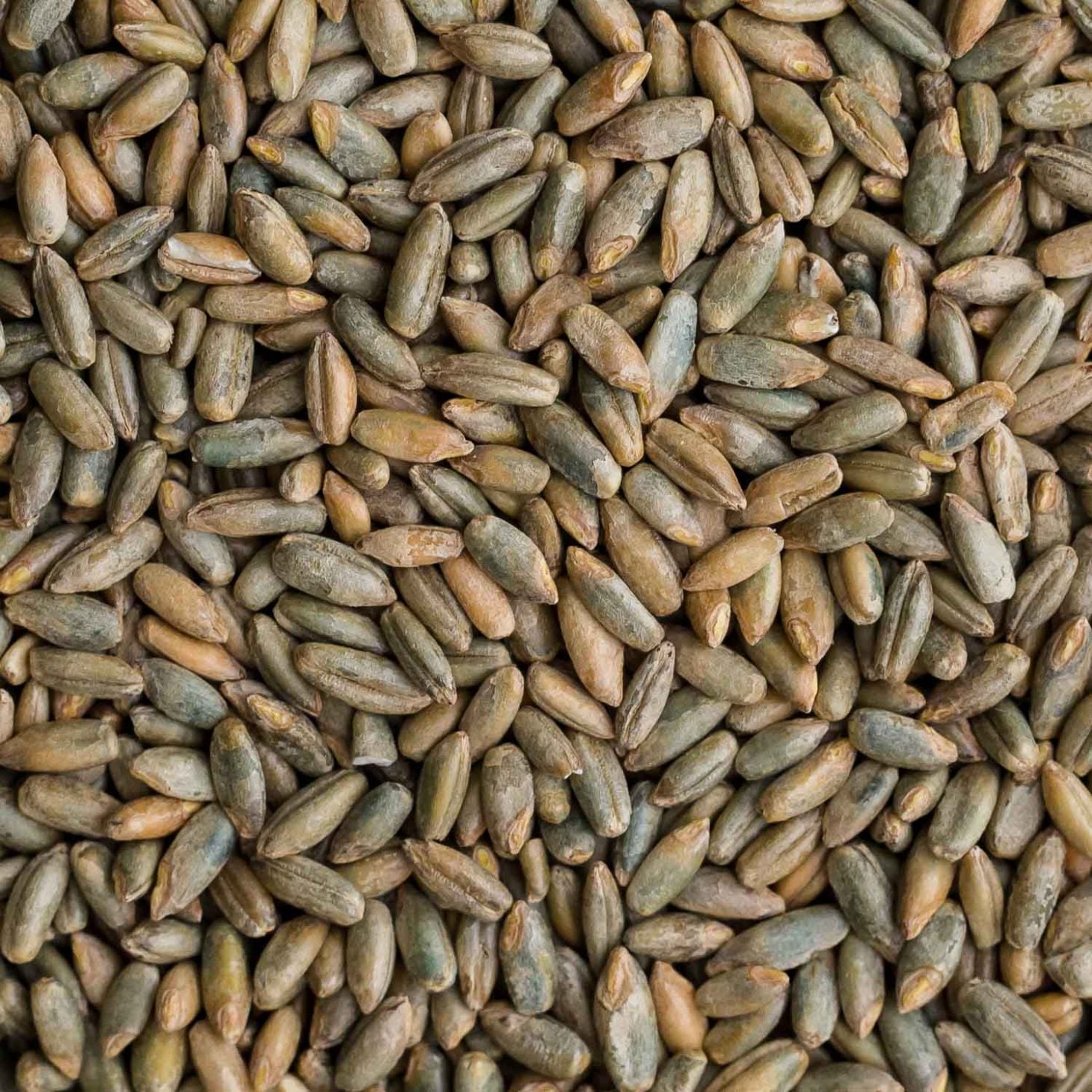 Rye Berries Certified Organic Non-GMO