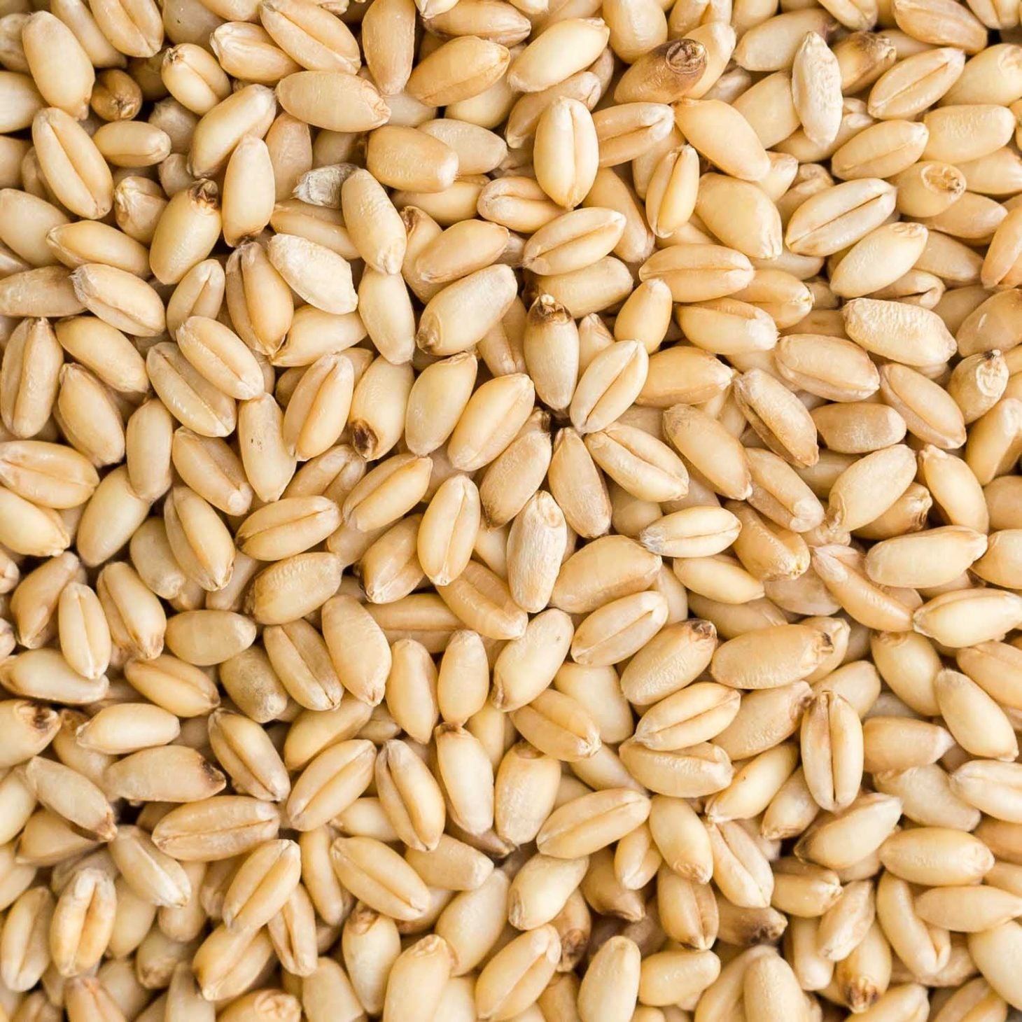 Hard White Wheat Certified Organic Non-GMO